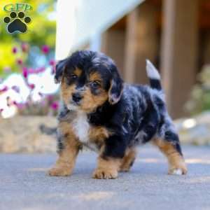 Bam Bam, Yorkie Poo Puppy